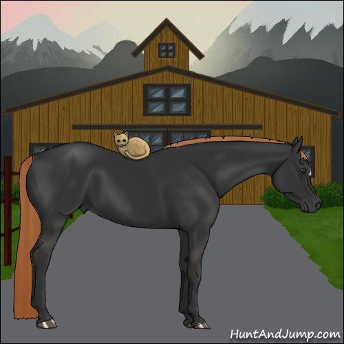 Horse Color:Gray Liver Chestnut 