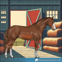 Horse Color:Chestnut 