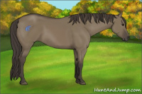 Horse Color:Smoky Grullo 