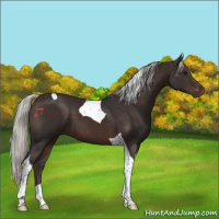 Horse Color:Silver Brown Tobiano 