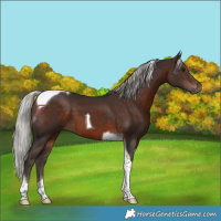 Horse Color:Silver Brown Tobiano 