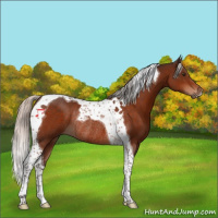 Horse Color:Silver Brown Tobiano Rabicano 