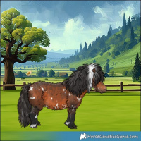 Horse Color:White Spotted Bay 