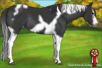 Horse Color:Black Splash Tobiano Frame Varnish Rabicano 