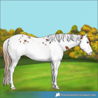Horse Color:Chestnut Splash Tobiano Rabicano