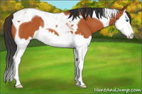 Horse Color:Bay Splash Tobiano Varnish Rabicano 