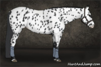 Horse Color:Blue Roan Near Leopard