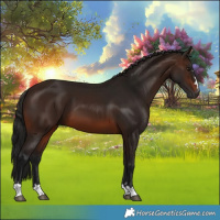Horse Color:Gray Bay 