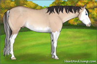 Horse Color:Sable Champagne Dun Sabino Splash 
