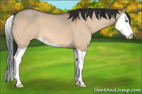 Horse Color:Bay Dun Splash 