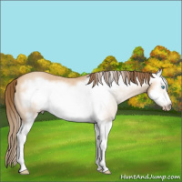 Horse Color:Gray Perlino Dun Sabino Splash Frame Rabicano