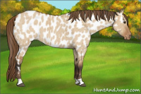 Horse Color:Bay Roan Dun Near Leopard Brindle