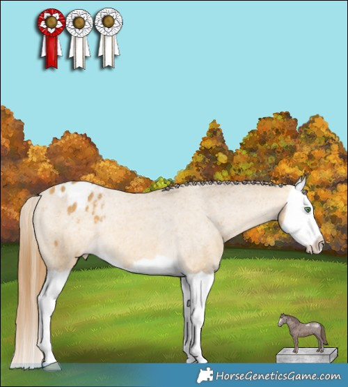 Horse Color:Sable Cream Champagne Splash Appaloosa Rabicano 