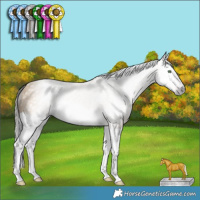 Horse Color:Gray Amber Cream Champagne Splash 