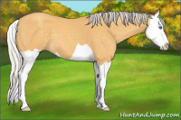 Horse Color:Silver Amber Cream Champagne Splash 
