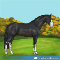 Horse Color:White Spotted Brown