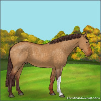 Horse Color:Chocolate Buckskin Dun 