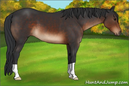 Horse Color:Brown 