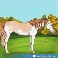 Horse Color:Red Dun Splash 