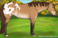 Horse Color:Buckskin Dun Appaloosa 