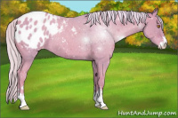 Horse Color:Watercolor Silver Classic Champagne Sabino Appaloosa 