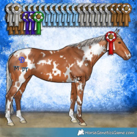 Horse Color:White Spotted Silver Bay 