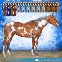 Horse Color:White Spotted Silver Bay 