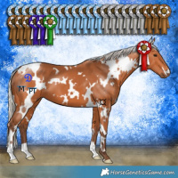 Horse Color:White Spotted Silver Bay