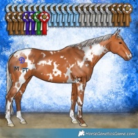 Horse Color:White Spotted Silver Bay