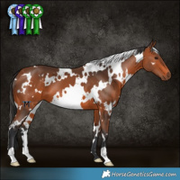 Horse Color:White Spotted Brown 