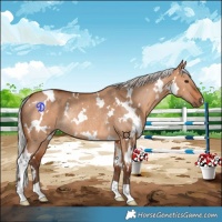 Horse Color:White Spotted Silver Bay Dun Rabicano