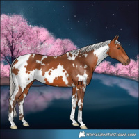 Horse Color:White Spotted Silver Bay 