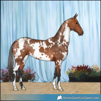 Horse Color:White Spotted Bay 