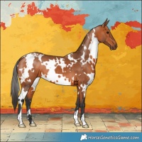Horse Color:White Spotted Bay 