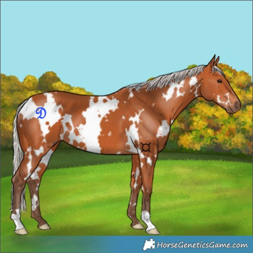 Horse Color:White Spotted Silver Bay 