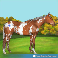Horse Color:White Spotted Silver Bay 