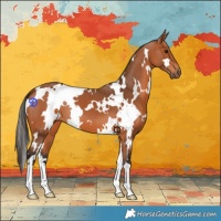 Horse Color:White Spotted Bay 