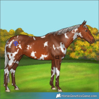 Horse Color:White Spotted Silver Brown