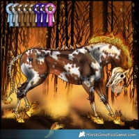 Horse Color:White Spotted Bay 