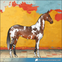 Horse Color:White Spotted Bay 
