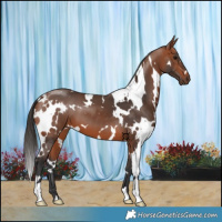 Horse Color:White Spotted Bay 