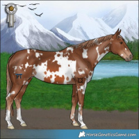 Horse Color:White Spotted Chestnut 