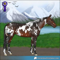Horse Color:White Spotted Bay 