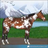 Horse Color:White Spotted Bay 
