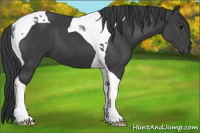 Horse Color:Black Tobiano 