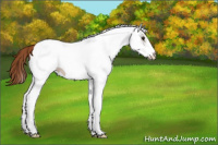 Horse Color:White Spotted Chestnut Ice 