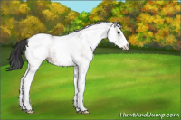 Horse Color:White Spotted Bay Ice 