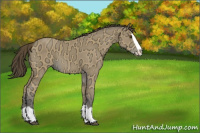 Horse Color:Buckskin Ice Splash 