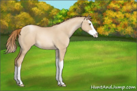 Horse Color:Red Dun Pearl Splash 