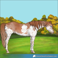Horse Color:Chestnut Splash 